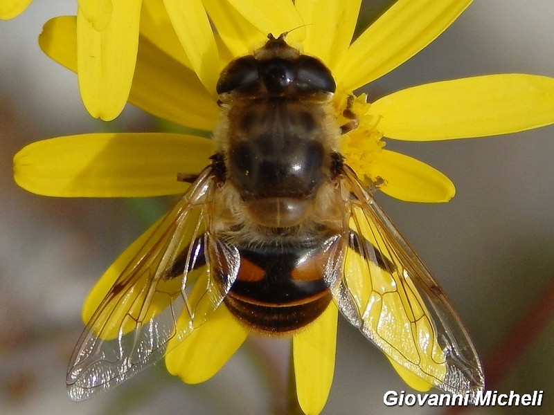 Eristalis tenax femmina (Syrphidae)